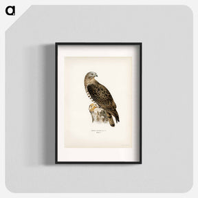アートポスター-European Honey-buzzard
 - スヴェンスカ フォグラル Poster.