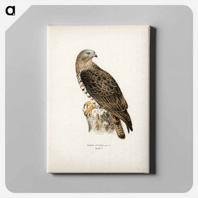 アートパネル-European Honey-buzzard
 - スヴェンスカ フォグラル Canvas.