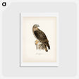 アートポストカード-European Honey-buzzard
 - スヴェンスカ フォグラル Postcard.