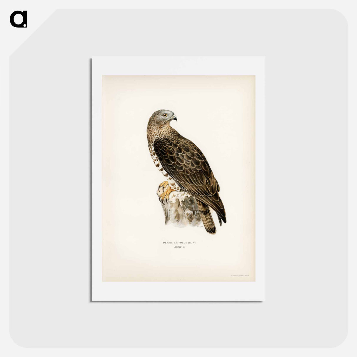 アートポストカード-European Honey-buzzard
 - スヴェンスカ フォグラル Postcard.
