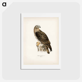 アートポストカード-European Honey-buzzard
 - スヴェンスカ フォグラル Postcard.
