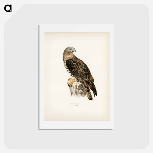 アートポストカード-European Honey-buzzard
 - スヴェンスカ フォグラル Postcard.
