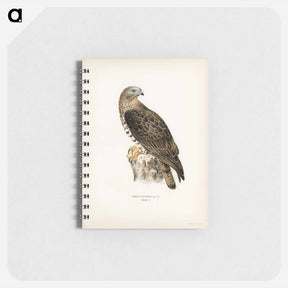 アートメモ帳-European Honey-buzzard
 - スヴェンスカ フォグラル Memo.