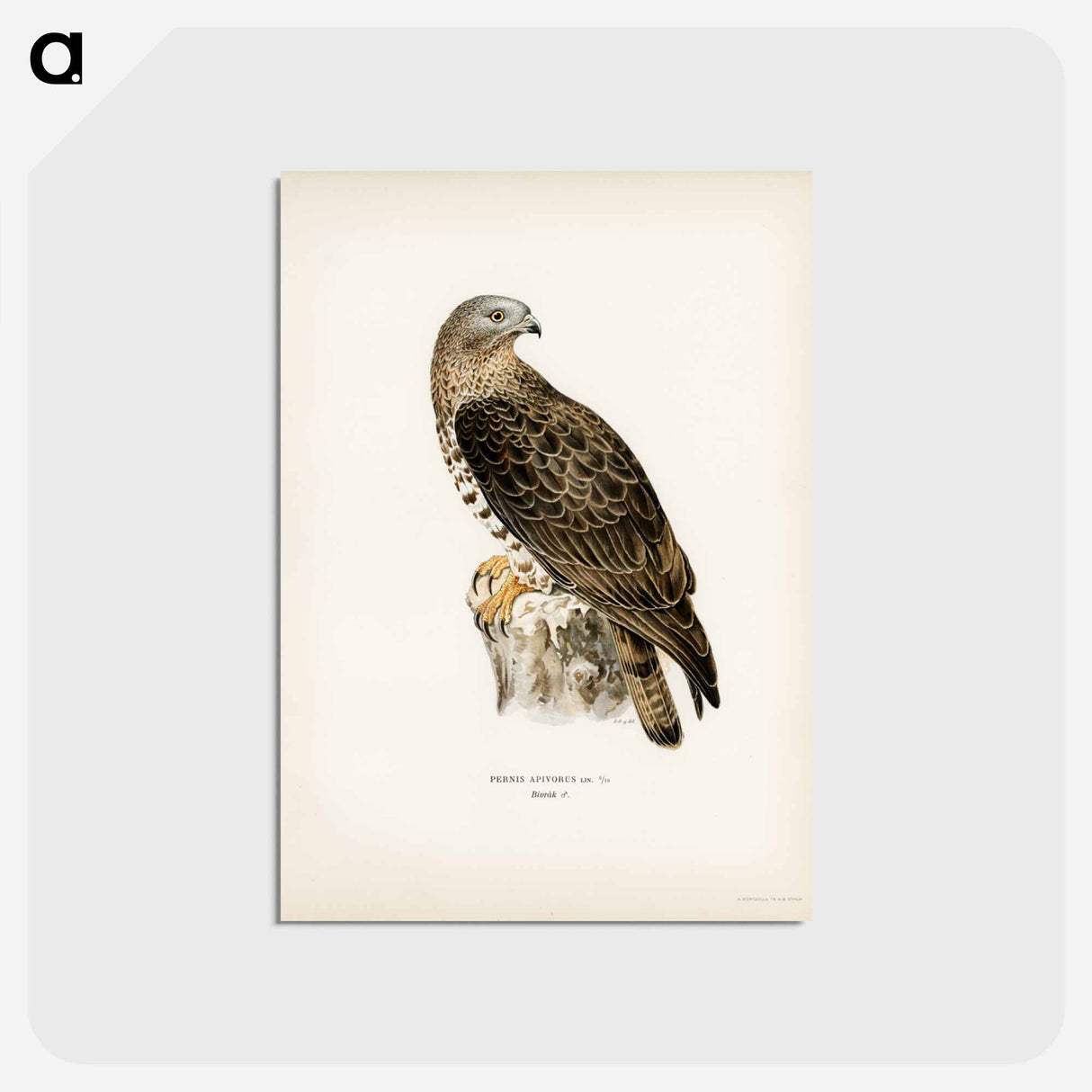 アートポストカード-European Honey-buzzard
 - スヴェンスカ フォグラル Postcard.