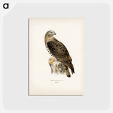 アートポストカード-European Honey-buzzard
 - スヴェンスカ フォグラル Postcard.