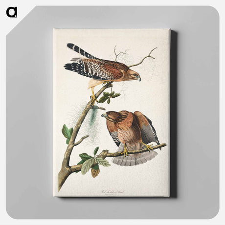 アートパネル-Red-shouldered Hawk from Birds of America
 - アメリカの鳥たち Canvas.