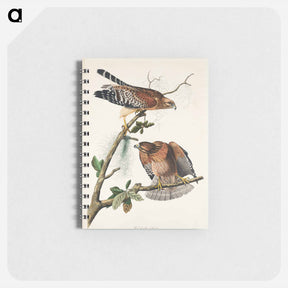 アートメモ帳-Red-shouldered Hawk from Birds of America
 - アメリカの鳥たち Memo.