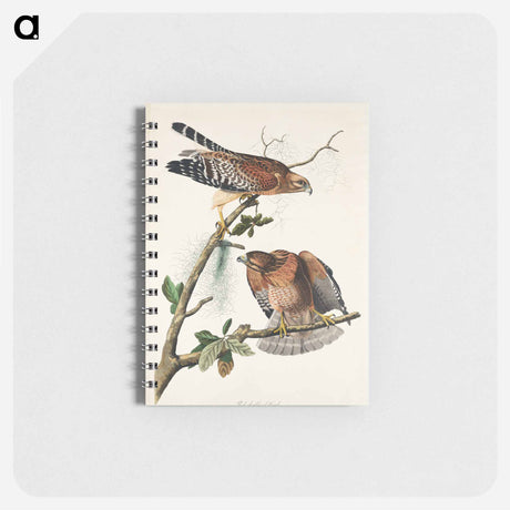 アートメモ帳-Red-shouldered Hawk from Birds of America
 - アメリカの鳥たち Memo.