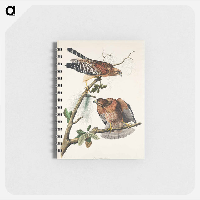 アートメモ帳-Red-shouldered Hawk from Birds of America
 - アメリカの鳥たち Memo.