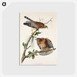 アートポストカード-Red-shouldered Hawk from Birds of America
 - アメリカの鳥たち Postcard.