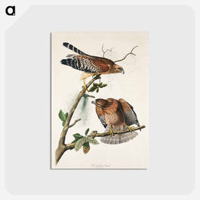 アートポストカード-Red-shouldered Hawk from Birds of America
 - アメリカの鳥たち Postcard.