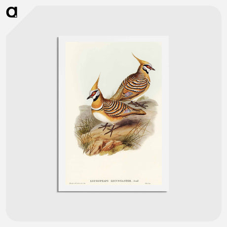 アートポストカード-White-bellied Bronzewing
 - オーストラリアの鳥 Postcard.