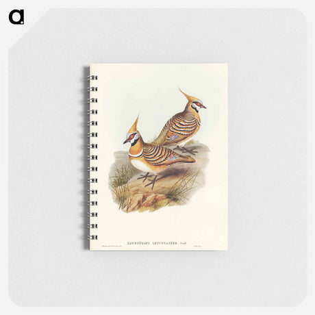 アートメモ帳-White-bellied Bronzewing
 - オーストラリアの鳥 Memo.