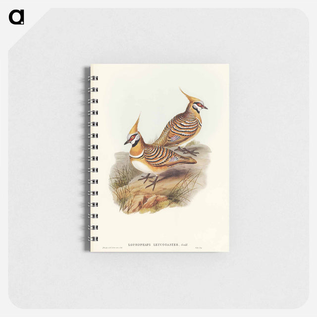 アートメモ帳-White-bellied Bronzewing
 - オーストラリアの鳥 Memo.
