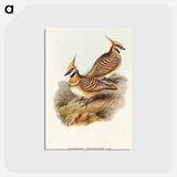アートポストカード-White-bellied Bronzewing
 - オーストラリアの鳥 Postcard.