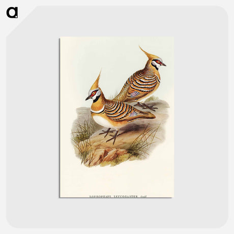 アートポストカード-White-bellied Bronzewing
 - オーストラリアの鳥 Postcard.