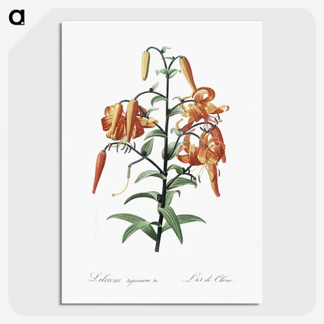 1-51_The-Lilies_picture-crop