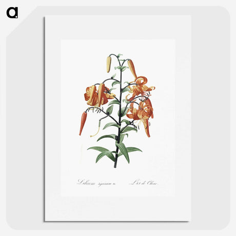 1-51_The-Lilies_picture