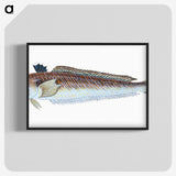 1-51_The-Natural-History-of-British-Fishes_blk-crop