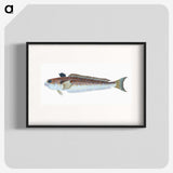 1-51_The-Natural-History-of-British-Fishes_blk