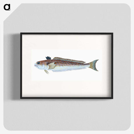 1-51_The-Natural-History-of-British-Fishes_blk