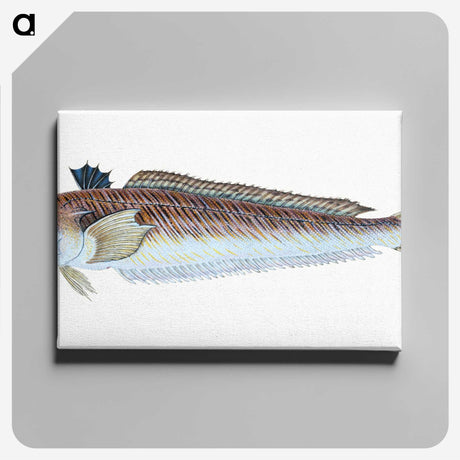 1-51_The-Natural-History-of-British-Fishes_canvas