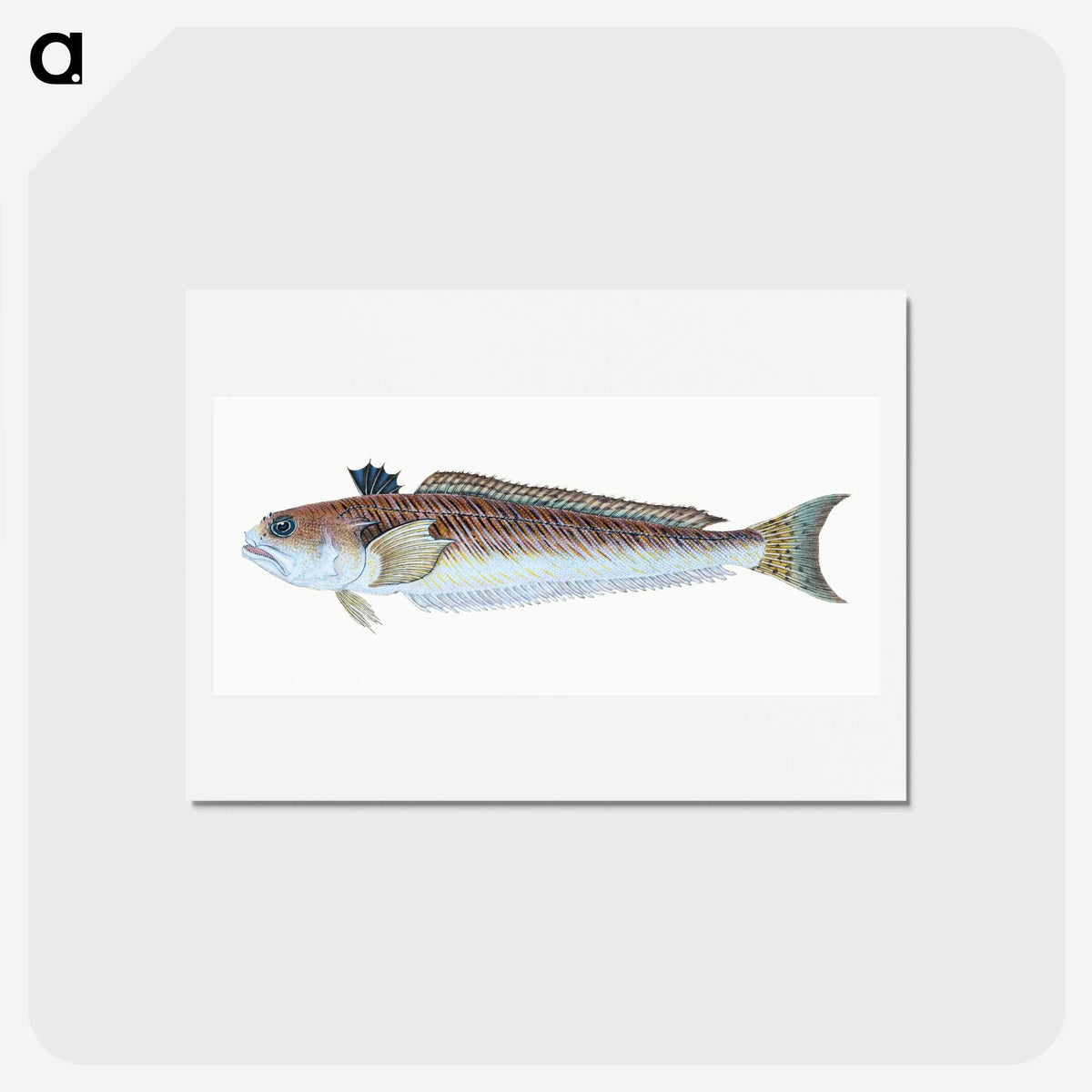 1-51_The-Natural-History-of-British-Fishes_hagaki