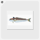 1-51_The-Natural-History-of-British-Fishes_hagaki