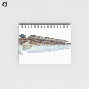 1-51_The-Natural-History-of-British-Fishes_memo