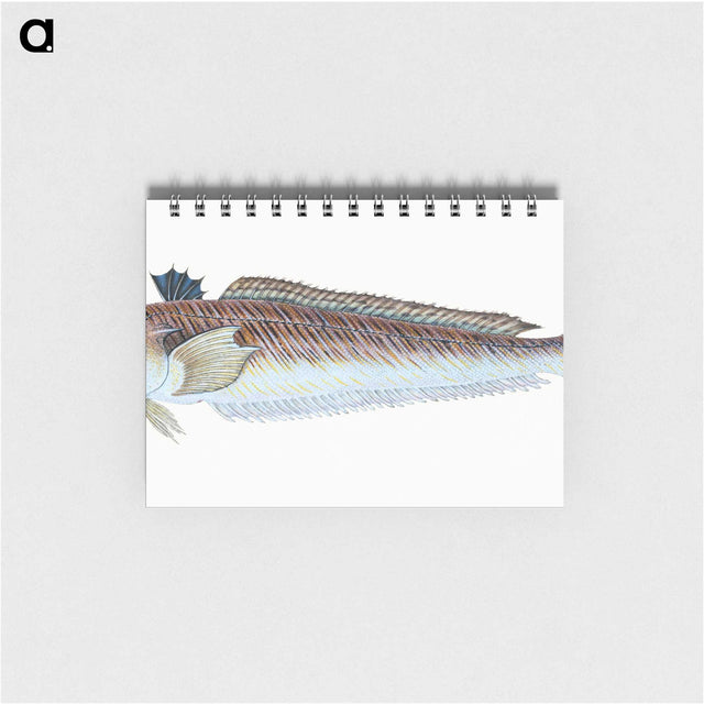 1-51_The-Natural-History-of-British-Fishes_memo