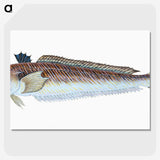 1-51_The-Natural-History-of-British-Fishes_picture-crop