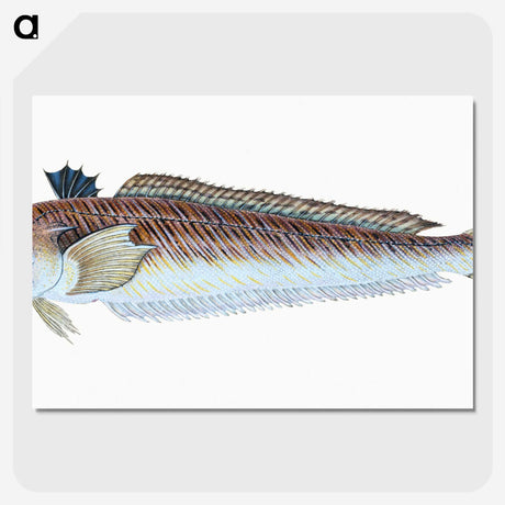 1-51_The-Natural-History-of-British-Fishes_picture-crop