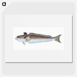 1-51_The-Natural-History-of-British-Fishes_picture