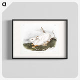 1-51_The-Viviparous-Quadrupeds_blk