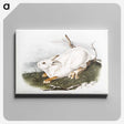 1-51_The-Viviparous-Quadrupeds_canvas