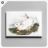 1-51_The-Viviparous-Quadrupeds_canvas