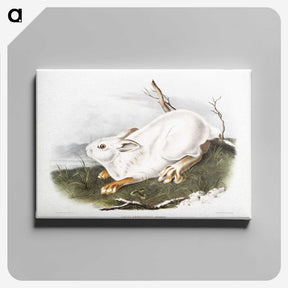 1-51_The-Viviparous-Quadrupeds_canvas