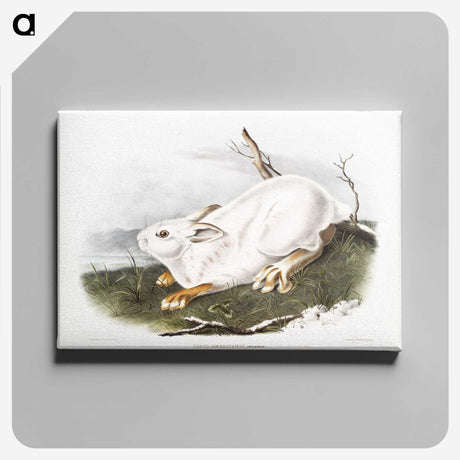 1-51_The-Viviparous-Quadrupeds_canvas