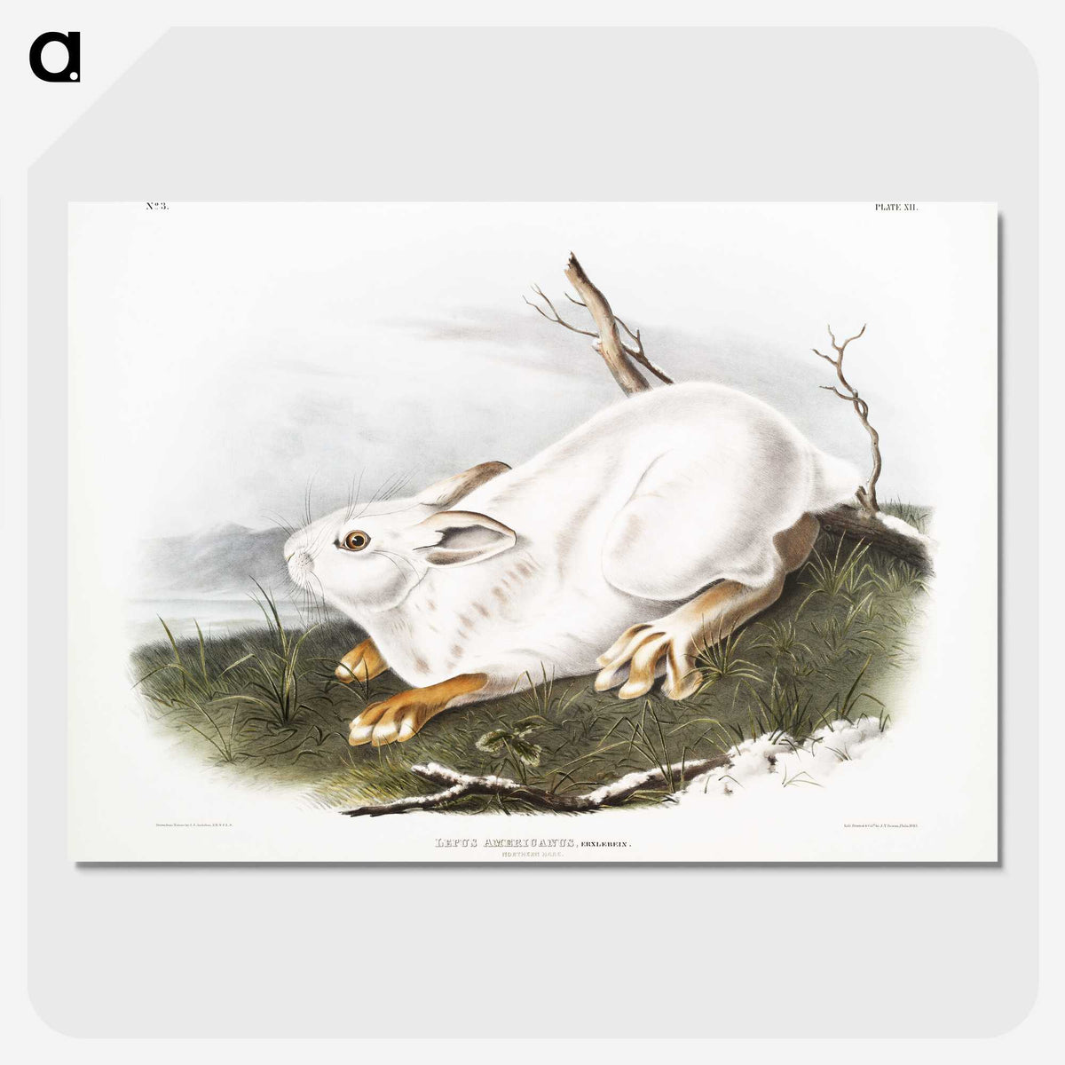 1-51_The-Viviparous-Quadrupeds_picture-crop