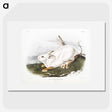 1-51_The-Viviparous-Quadrupeds_picture