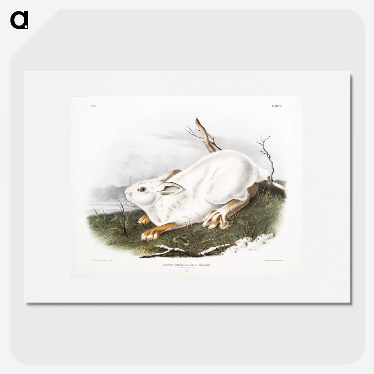 1-51_The-Viviparous-Quadrupeds_picture