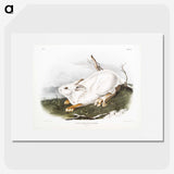 1-51_The-Viviparous-Quadrupeds_picture