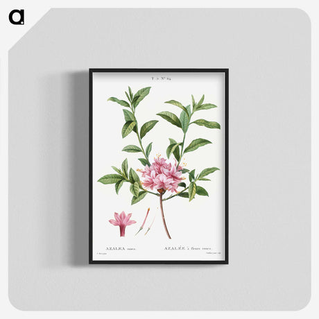1-51_Treatise-on-Trees-and-Shrubs_blk-crop