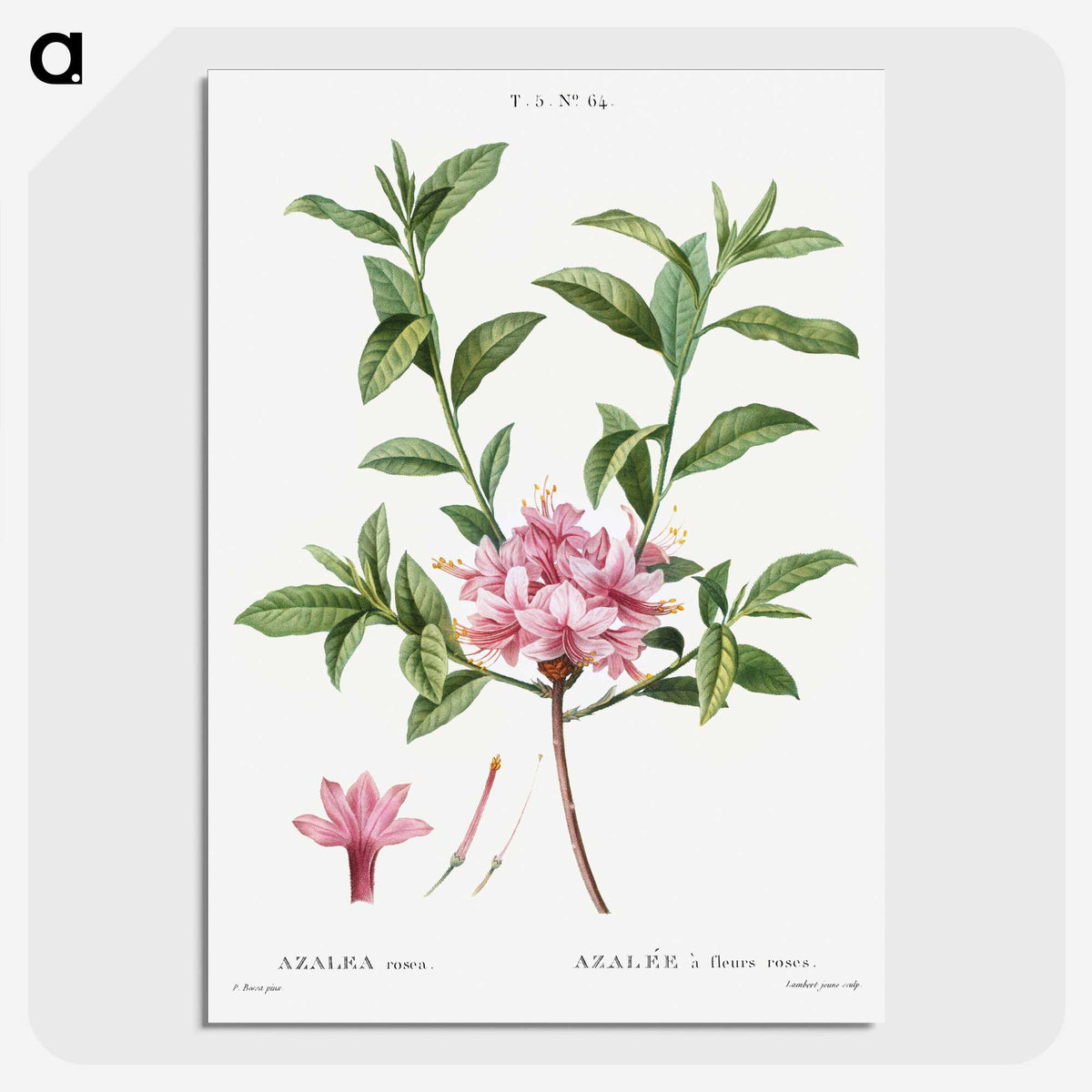 1-51_Treatise-on-Trees-and-Shrubs_picture-crop
