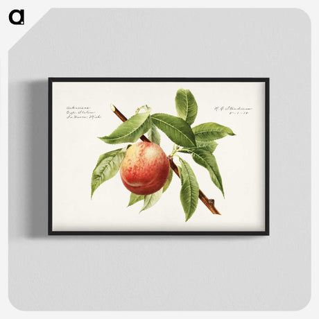 1-51_USDA-Watercolor-Fruit-Painting-Collection_blk-crop