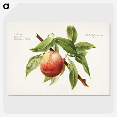 1-51_USDA-Watercolor-Fruit-Painting-Collection_picture-crop
