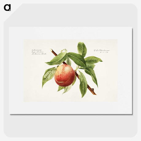 1-51_USDA-Watercolor-Fruit-Painting-Collection_picture