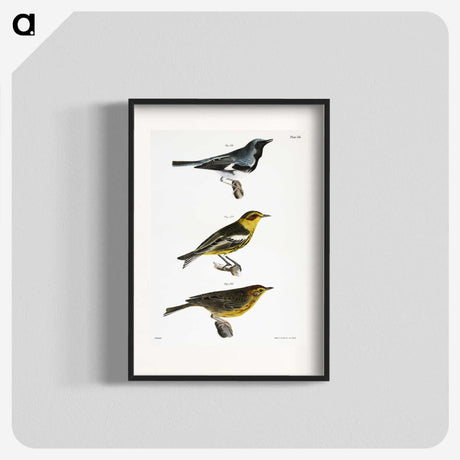 1-51_Zoology-of-New-York_blk