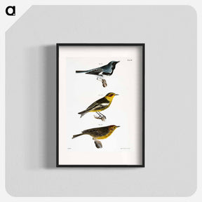 アートポスター-The Black-throated Blue Warbler - ニューヨークの動物学 Poster.