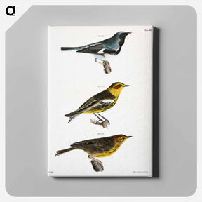 アートパネル-The Black-throated Blue Warbler - ニューヨークの動物学 Canvas.